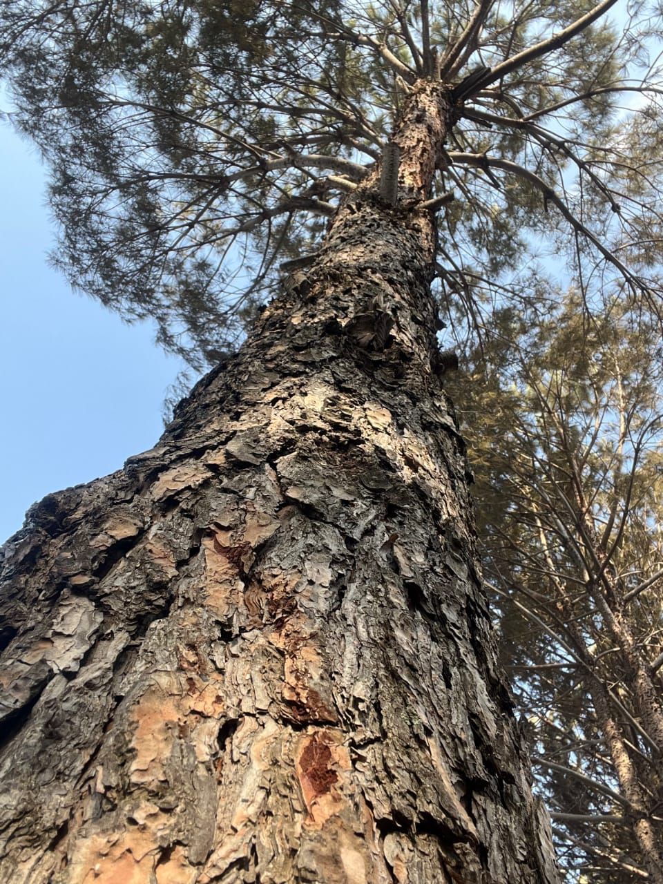 شجرة صنوبر معمرة التهمتها النيران