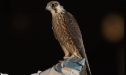 بيع صقريْن بقيمة 211 ألف ريال