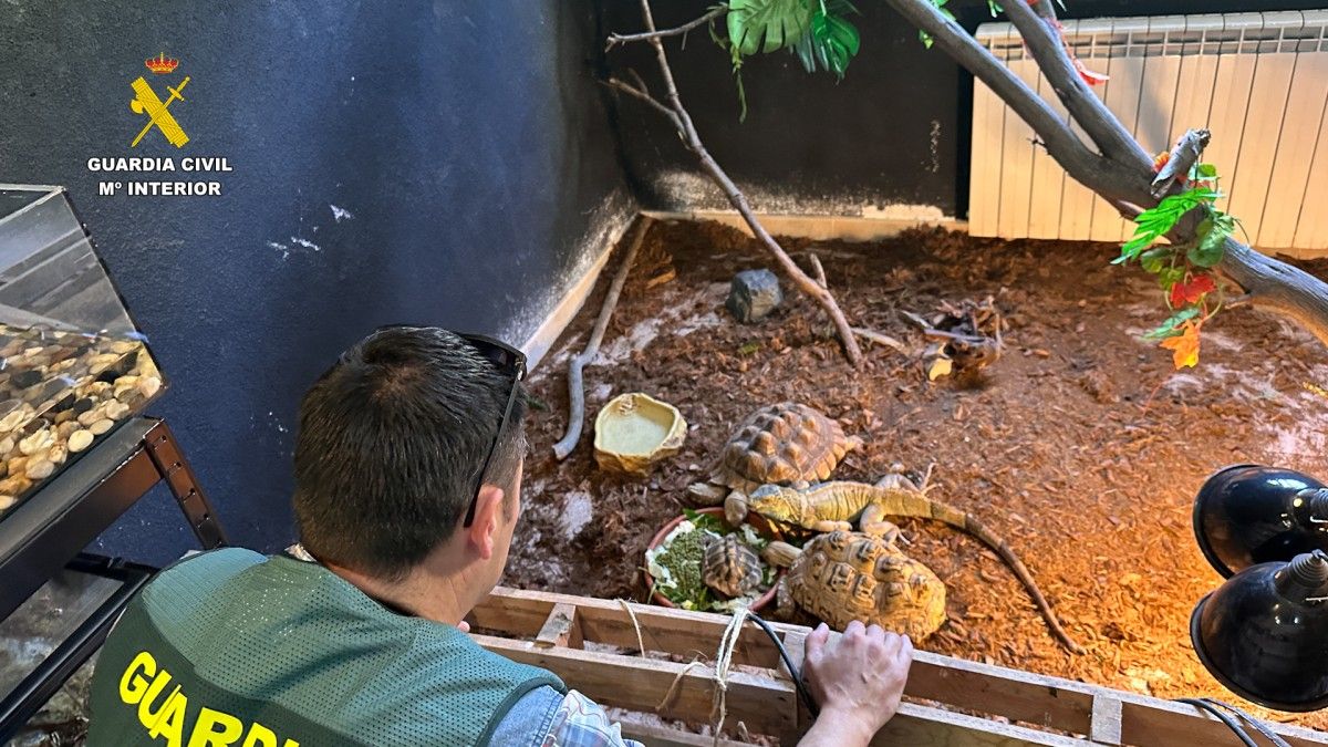 مصادرة الحيوانات (أ ف ب).