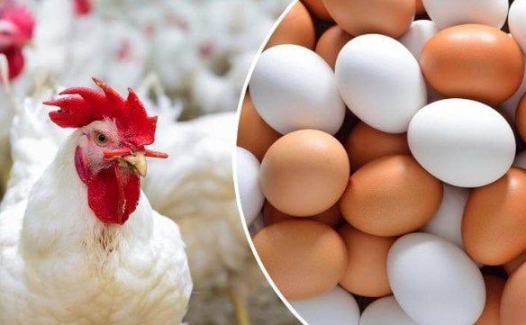 الفراخ البيضاء بكام؟.. أسعار الدواجن والبيض اليوم الأحد 16 نوفمبر 2025 الفراخ البيضاء بكام؟.. أسعار الدواجن والبيض اليوم الأحد 16 نوفمبر 2025