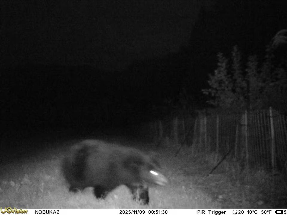 رصد دب مفترس عبر الكاميرا (أ ف ب).