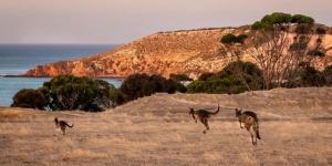 اكتشاف الحياة البرية في تسمانيا: أرض الكنغر والهدوء - المصدر 24