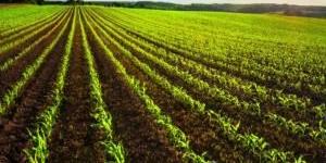 "الزراعة" تستبعد تأثر المحاصيل سلبا في ظل تأخر هطول الأمطار - المصدر 24