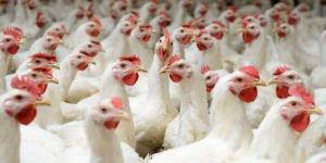 غرفة القاهرة تبحث عقد شراكات واستثمارات مصرية سعودية جديدة في قطاع الدواجن - المصدر 24