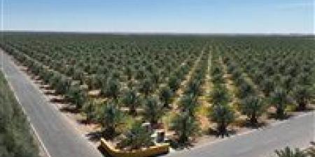 بتوجيهات الرئيس السيسى مصر تدخل عالم «اقتصاد النخيل» بإنشاء أكبر مزرعة تمور في العالم - المصدر 24