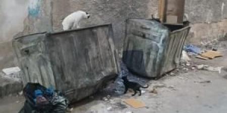 سكان حي الحسين في الزرقاء يشكون تراكم النفايات - المصدر 24