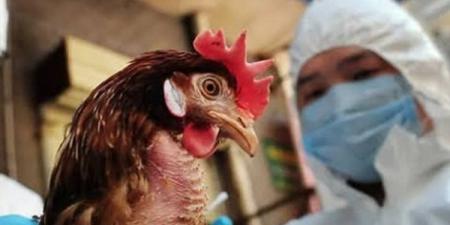 إسبانيا تأمر بإغلاق كامل لتربية الدواجن بسبب تفشى أنفلونزا الطيور - المصدر 24