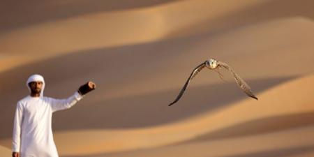 الصقر في الإمارات: رمز الوطن وطائره المدلل - المصدر 24