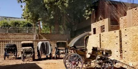 مجلس مدينة الأقصر يواصل حملات التحفظ على عربات الحنطور المخالفة في الأقصر - المصدر 24