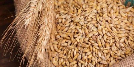 عريض الحبة بكام؟.سعر الأرز الشعير اليوم الإثنين 17 نوفمبر 2025 - المصدر 24