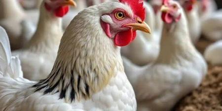 أسعار الدواجن والبيض اليوم الإثنين 17 نوفمبر 2025 - المصدر 24