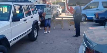 لجنة من مديرية الطب البيطري بالبحر الأحمر تجري عمليات تعقيم للكلاب لمواجهة ظاهرة إنتشار الكلاب الضالة - المصدر 24