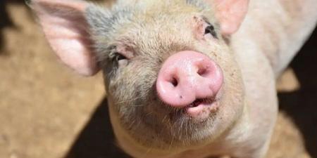 دراسة: الخلايا المناعية للخنزير لها دور فى رفض جسم الإنسان للعضو - المصدر 24