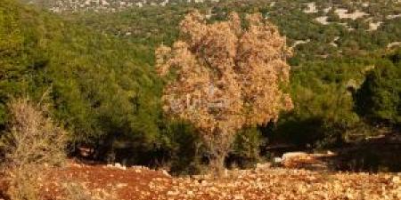 هل تستعيد غابات السنديان والقيقب عافيتها بعد الامطار الاخيرة؟ - المصدر 24