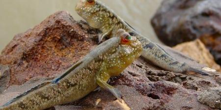 أسماك تمشي على الأرض: عجائب طبيعية تتحدى الخيال - المصدر 24