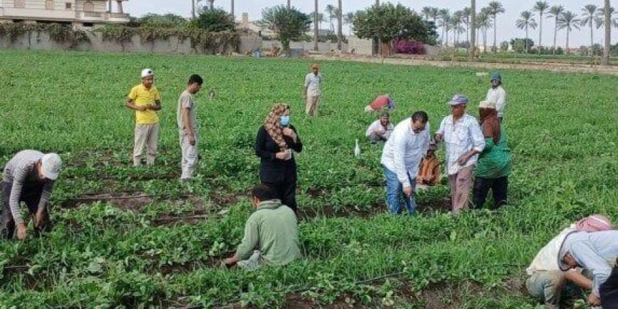 مركز الزراعات التعاقدية يواصل جهود مفاوضات التعاقد على المحاصيل البستانية - المصدر 24