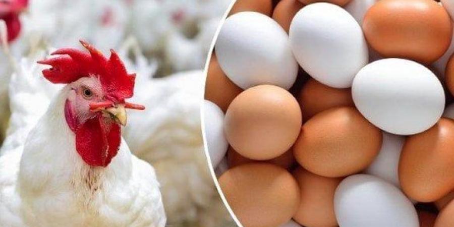 أسعار الدواجن والبيض اليوم.. الأربعاء 12 نوفمبر 2025 - المصدر 24
