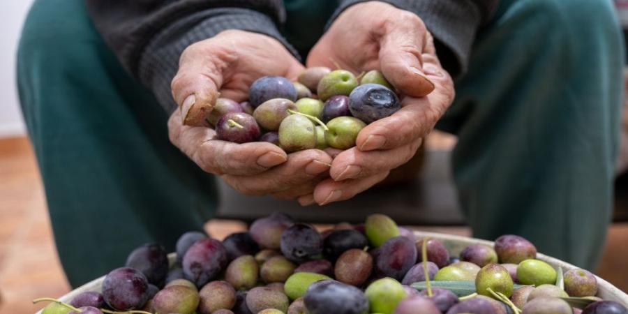 مديرية زراعة جرش ترجح انخفاض إنتاج الزيتون داخل المحافظة بنسبة 90% - المصدر 24