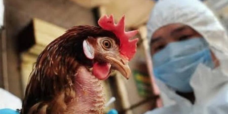 إسبانيا تأمر بإغلاق كامل لتربية الدواجن بسبب تفشى أنفلونزا الطيور - المصدر 24