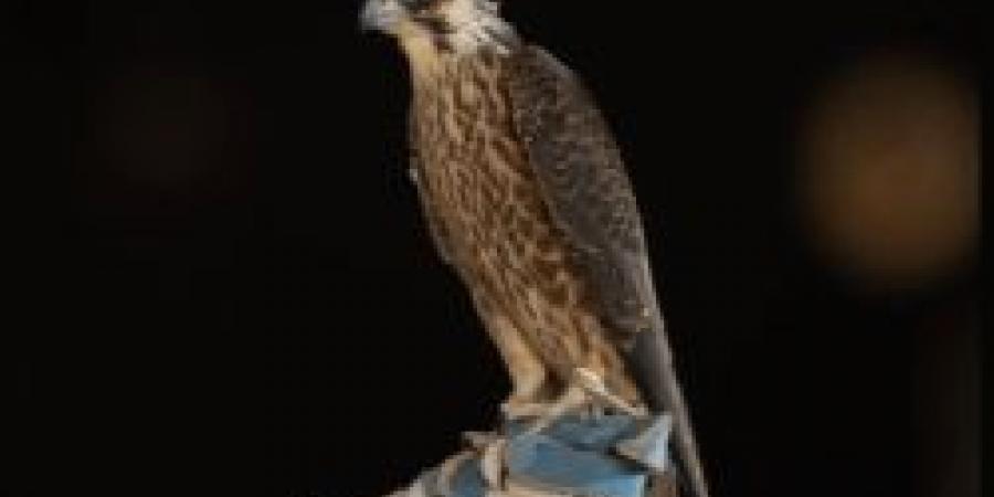 معلم يطرح صقره رقم 28 في مسيرته ويخصّ مزاد نادي الصقور السعودي 2025 - المصدر 24