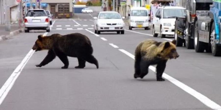 بعد وصولها للمنازل.. اليابان تسمح بإطلاق النار على الدببة - المصدر 24