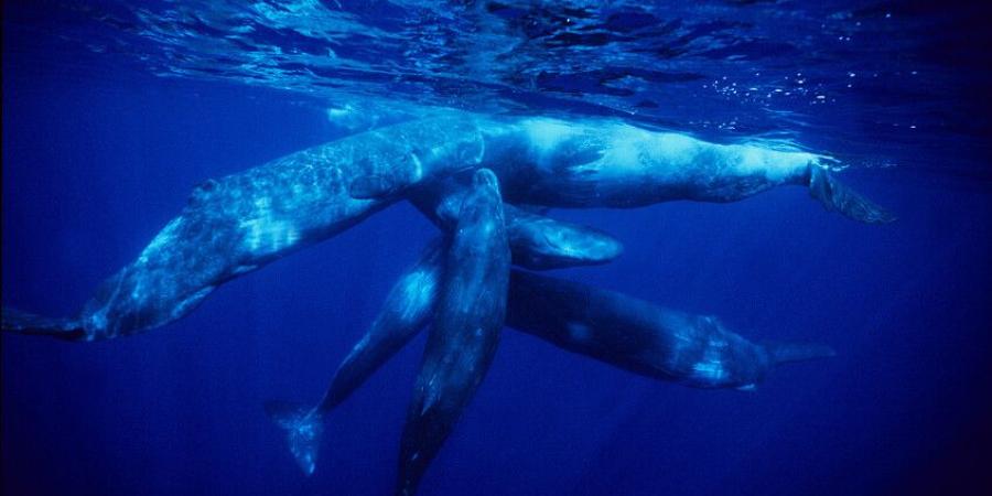 علماء يفكون "شفرة لغوية" متطورة للحيتان تحاكي خصائص الكلام البشري - المصدر 24