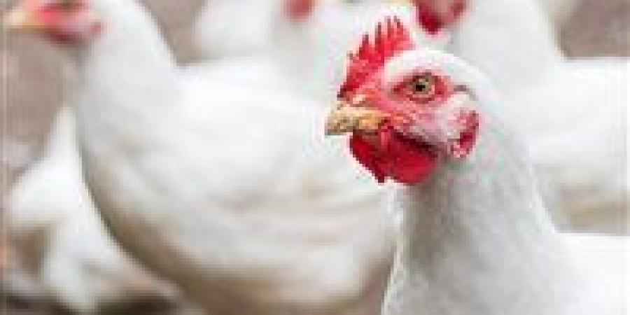 أسعار الفراخ البيضاء اليوم الجمعة 14 نوفمبر 2025… استقرار في المزارع والأسواق - المصدر 24