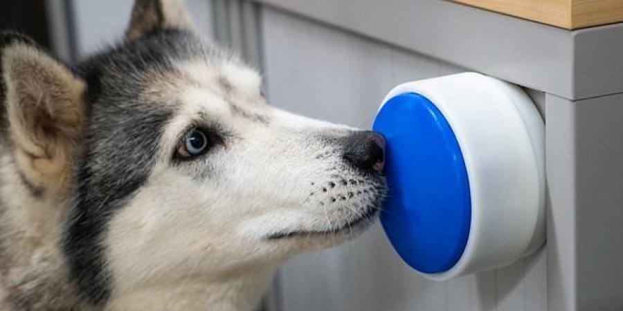 "بكبسة مخلب".. ابتكار بريطاني يمنح الكلاب القدرة على التحكم بأجهزة المنزل - المصدر 24