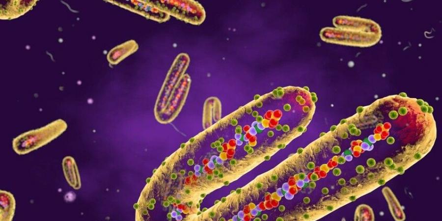 إثيوبيا تعلن تفشي وباء "ماربورغ" جنوب البلاد - المصدر 24