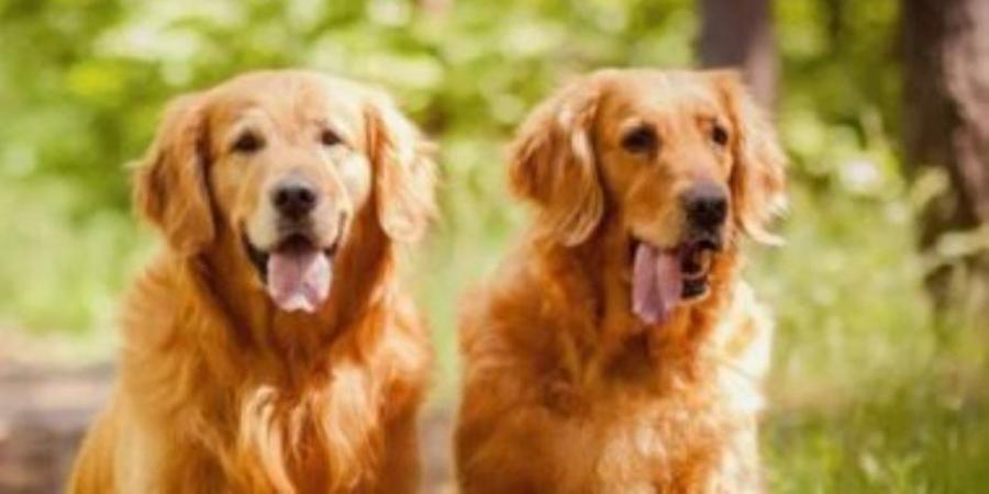 بيانات يجب توافرها لترخيص الكلاب.. اعرف التفاصيل - المصدر 24