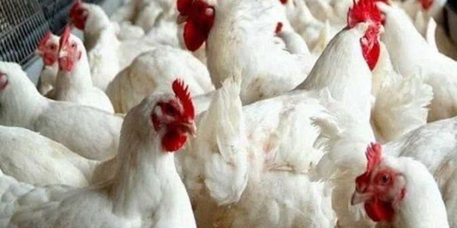 أسعار الدواجن والبيض اليوم الأحد 16 نوفمبر 2025 - المصدر 24