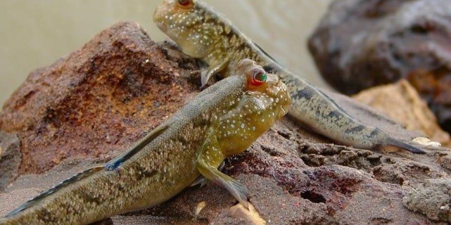 أسماك تمشي على الأرض: عجائب طبيعية تتحدى الخيال - المصدر 24