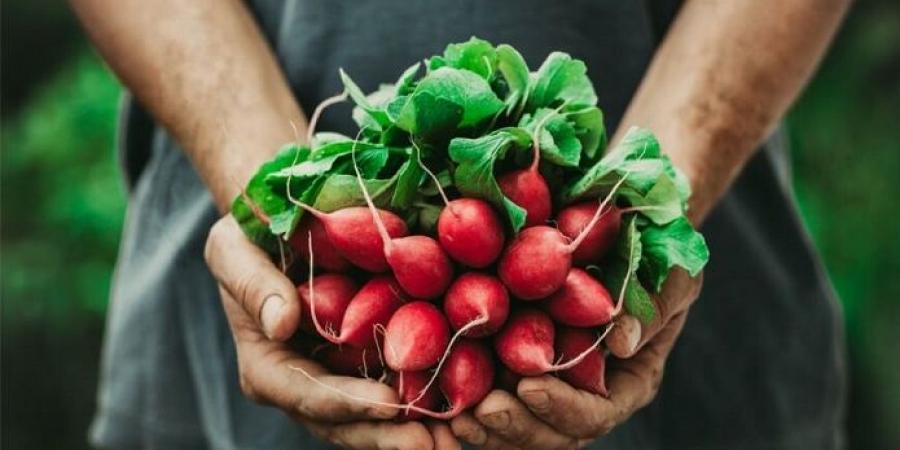 فوائد الفجل للرجال .. تعزيز الأداء الرياضي وتقليل مخاطر الأمراض - المصدر 24