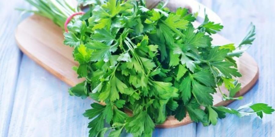 فوائد البقدونس للكلى .. مطهر طبيعي وداعم لصحة الجهاز البولي - المصدر 24