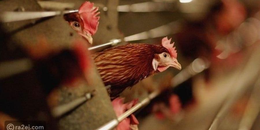 تسجيل أول إصابة بشرية بسلالة جديدة من إنفلونزا الطيور - المصدر 24