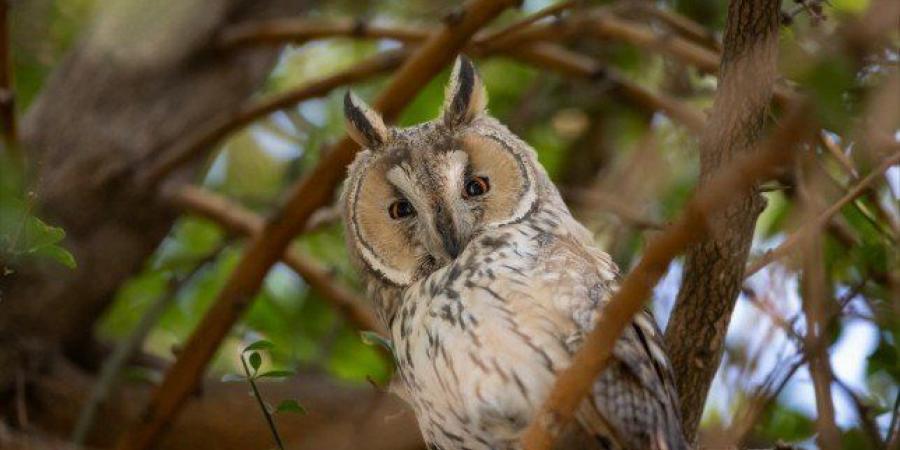 مصور كويتي يرصد ويوثق طيورا نادرة خلال هجرتها الشتوية عبر البلاد - المصدر 24
