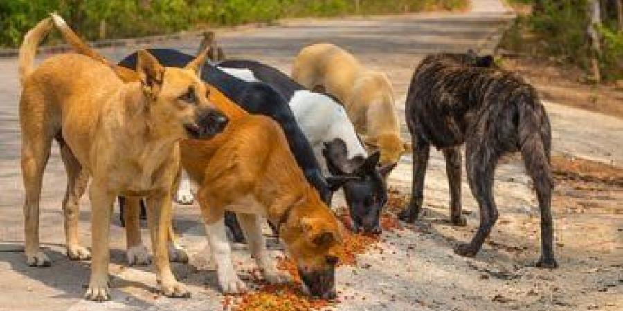 إسرائيل ترصد انتشار كلاب ضالة من مصر قرب الحدود وتبدي مخاوف أمنية - المصدر 24