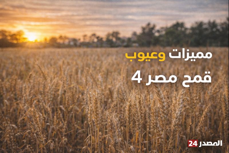 مميزات وعيوب قمح مصر 4 “ذهب مصر الجديد” أم رهان المخاطرة؟.. الدليل الشامل لزراعة قمح “مصر 4” في 2026: هل يحقق حلم الـ 30 إردباً للفدان فعلاً؟