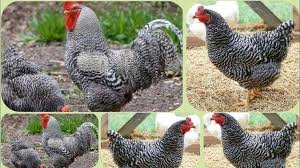 مميزات وعيوب الفراخ الجميزة.. معلومات عن تربية الفراخ الجميزة متى تبيض الفراخ الجميزة