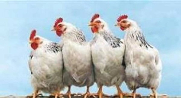 صدمة في بورصة الدواجن.. أسعار الفراخ اليوم الأربعاء 25 فبراير 2026 تقفز 5 جنيهات والبيض مستقر (تحديث شامل للمزرعة والأسواق)