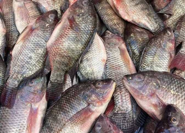 ارتفاع ملحوظ في أسعار السمك اليوم بالإسكندرية الأحد 22 فبراير 2026.. مفاجأة في سعر البلطى والجمبرى داخل حلقة الأنفوشي وبورصة الأسماك الآن