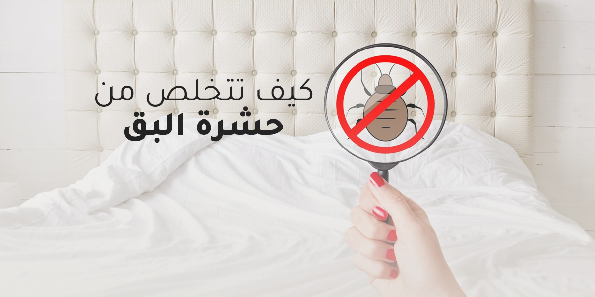 تجربتي في التخلص من البق كيف أنقذت منزلي من الكابوس؟ تجربتي الصادمة في التخلص من البق نهائياً في 3 أيام فقط (أسرار وحيل لن يخبرك بها أحد!)