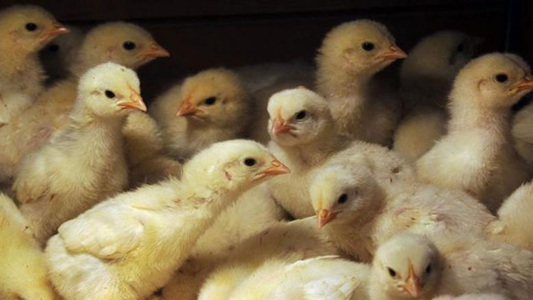 سعر الكتكوت الأبيض عمر يوم في بورصة الدواجن اليوم الخميس 16 أبريل 2026 تراجع جديد يربك الأسواق وتحديثات لحظية للأسعار في الشركات المصرية