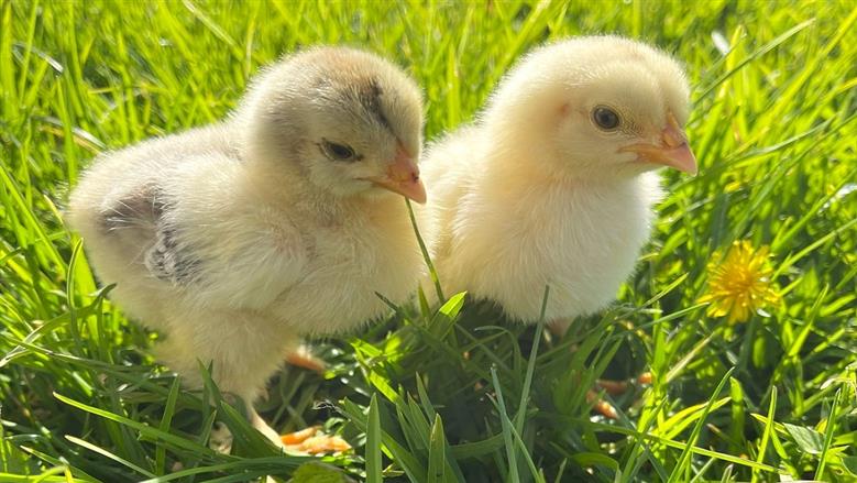 سعر الكتكوت الأبيض عمر يوم قفزة جديدة أم استقرار مفاجئ؟ سعر الكتاكيت اليوم السبت 18-4-2026 في بورصة الدواجن بجميع الأنواع والشركات.. الأبيض يتصدر والساسو يثير اهتمام المربين