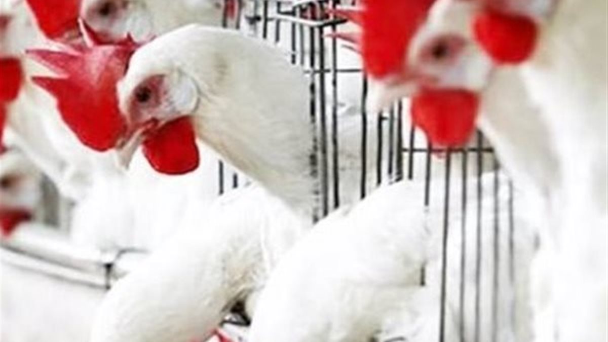 بورصة الدواجن سعر الفراخ البيضاء الآن اليوم السبت 18 أبريل 2026 للمستهلك في مصر.. استقرار مفاجئ في بورصة الدواجن والأسعار الرسمية الآن داخل المزارع والأسواق