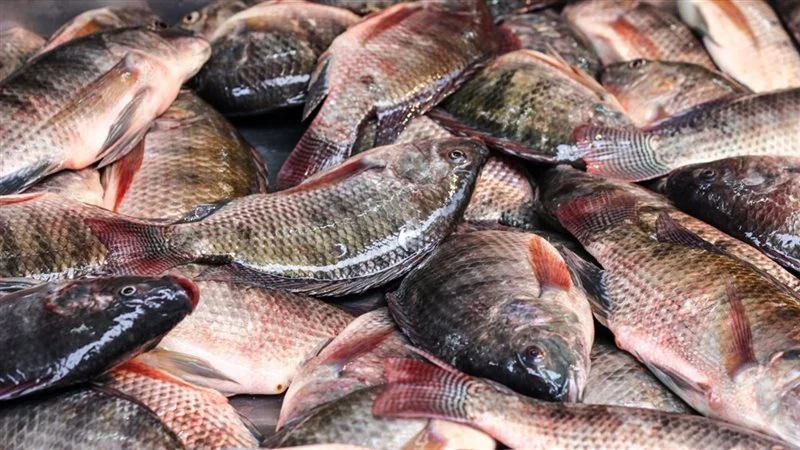 أسعار السمك اليوم الخميس 9 أبريل 2026 في سوق العبور في مصر.. قائمة محدثة بأسعار البلطي والجمبري والبوري والمأكولات البحرية في الأسواق وهل الوقت مناسب للشراء