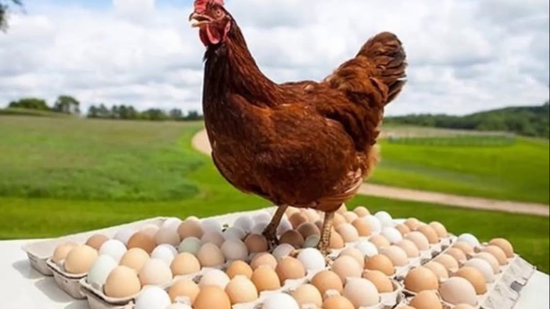 سعر كرتونة البيض اليوم في مصر الأربعاء 22 أبريل 2026 داخل بورصة الدواجن والأسواق.. تحديث شامل للأسعار للمستهلك والجملة