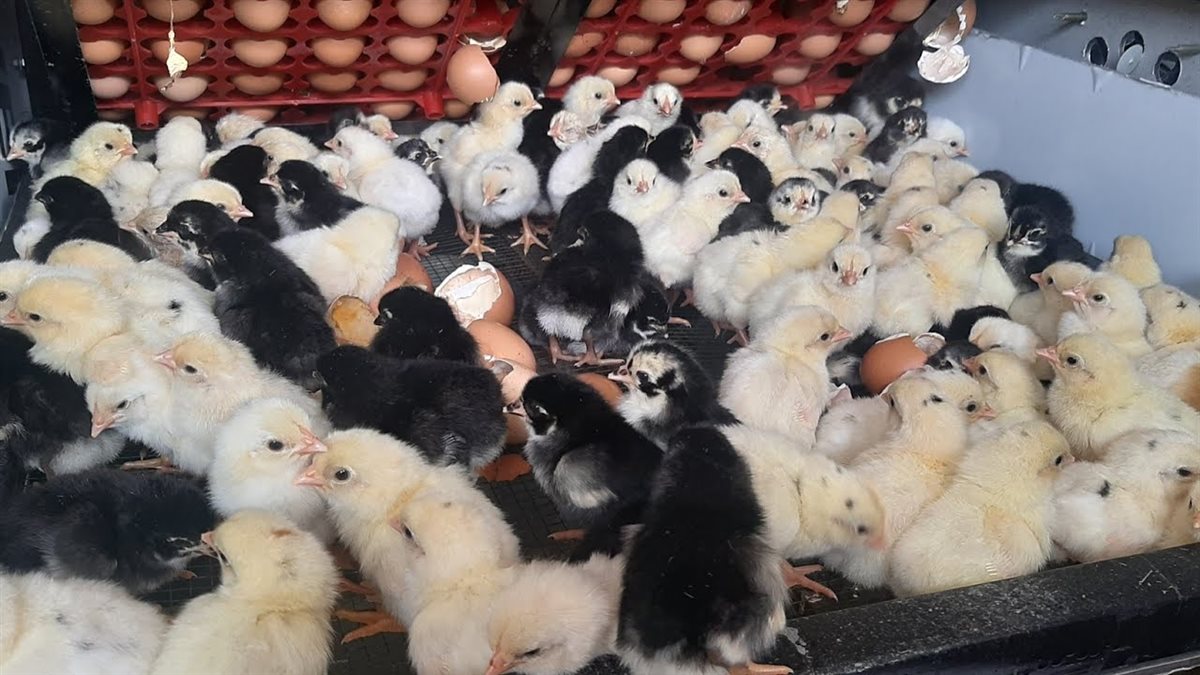 سعر الكتكوت الأبيض اليوم عمر يوم.. أسعار الكتاكيت والبط اليوم الثلاثاء 14 أبريل 2026 في بورصة الدواجن والشركات بعد قفزة الأبيض إلى 41 جنيهًا