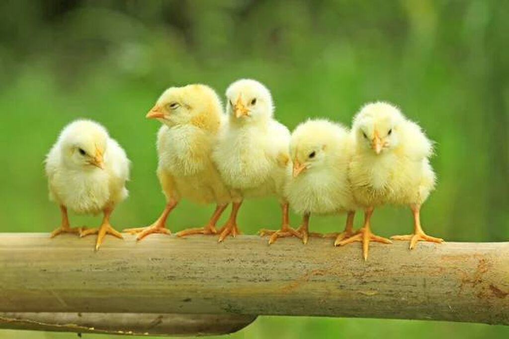 الساسو بكام الآن؟ أسعار الكتاكيت اليوم الإثنين 13 أبريل 2026 في مصر داخل الشركات وبورصة الدواجن وتحديث سعر الكتكوت الأبيض والبلدي والهجين بالتفصيل