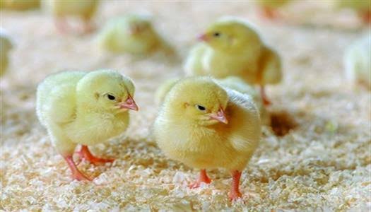 سعر الكتكوت الأبيض عمر يوم أسعار الكتاكيت اليوم الأربعاء 15 أبريل 2026 في بورصة الدواجن بمصر تحديث لحظي شامل لجميع الأنواع والشركات يكشف مفاجآت الأسعار وتحركات السوق